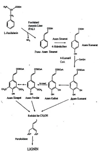 Gambar 2. Biosintesis lignin pada tumbuhan melalui jalur fenilpropanoid (Lea  dan Leegood, 1999)