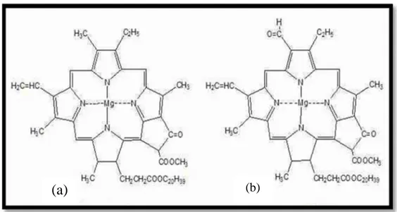 Gambar 3. Struktur klorofil (a). Klorofil a, (b). Klorofil b (Song dan Banyo, 2011).