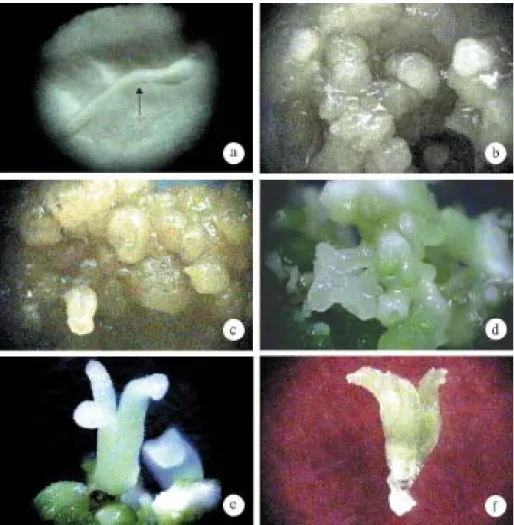 Gambar 1 menunjukkan embrio zigotik yang diguna- diguna-kan sebagai eksplan serta pembentudiguna-kan dan  per-kembangan embrio somatik tanaman cendana
