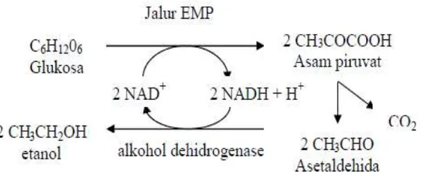 Gambar 2.4. Proses Fermentasi glukosa 