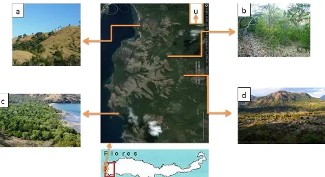 Gambar 2. Pemetaan tipe habitat di Desa Golomori Kecamatan Komodo Manggarai Barat (modifikasi Google Earth 2010); (a) savana; (b) hutan hujan; (c) mangrove; dan (d) kebun campuran  