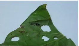 Gambar 6. F. yang sudah berubah menjadi pupa; (B) Imago Spodoptera litura F. dari perlakuan konsentrasi 0% (A) S