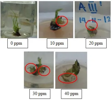 Gambar 4. Eksplan tebu ( S. officinarum) varietas NXI-2T ribavirin 0 ppm hingga 40 ppm setelah di media pertumbuhan selama 6 minggu 
