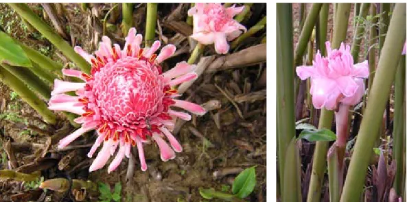 Gambar 1. Bunga kecombrang (Torch ginger flower) (E. elatior (Jack) R. M. Smith)