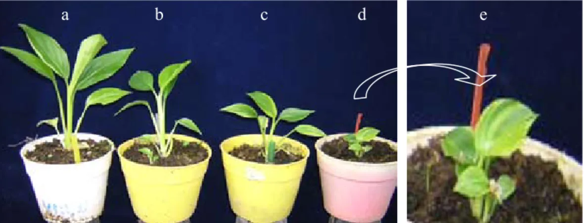 Gambar 3.   Hubungan antara dosis iradiasi  sinar gamma dengan persentase  pertumbuhan tanaman  (Relation-ship between dosages of gamma ray  irradiation and percentage of plants  growth)