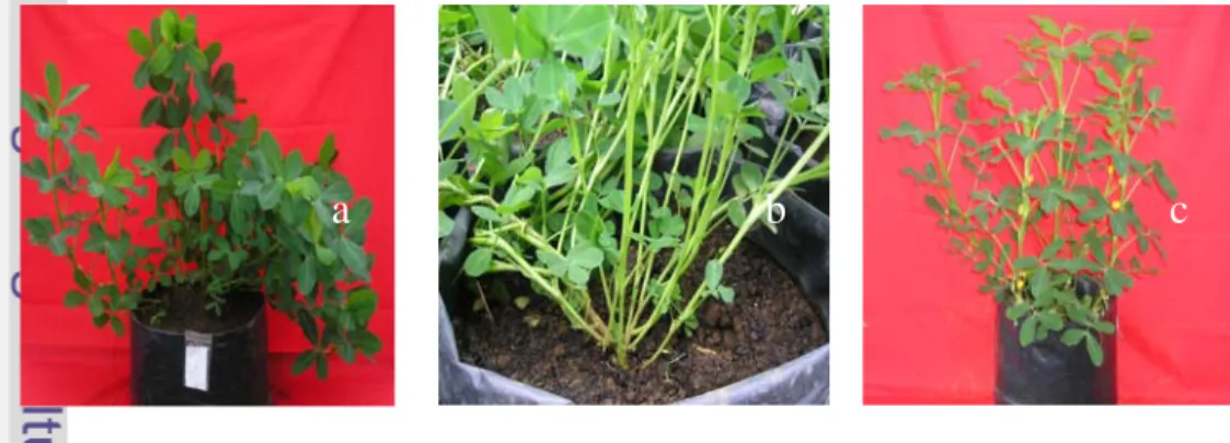 Gambar 8. Pola percabangan pada tanaman kacang tanah yang diregenerasikan  dari ES hasil kultur dan seleksi in vitro