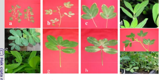 Gambar 9. Varian kualitatif pada tanaman kacang tanah hasil  kultur dan seleksi  in vitro