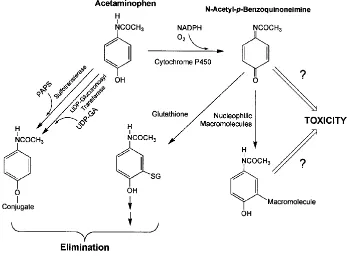 Gambar 2.2 Skema jalur metabolisme parasetamol (James, et al., 2003) 