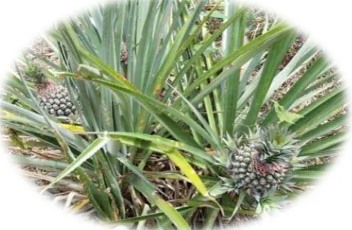 Gambar serbuk simplisia daun nanas 