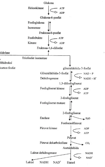 Gambar 2.5 Struktur Glikolisis 