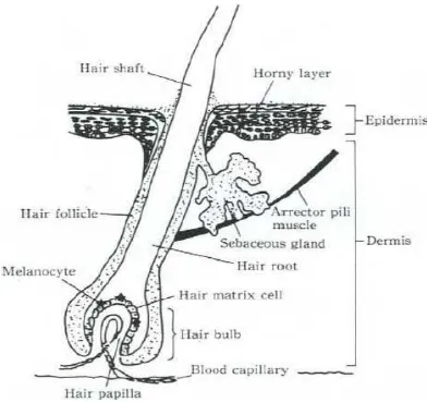 Gambar 2.5 Struktur batang rambut (Anonimb, 2011). 