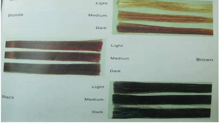 Gambar  3.1 Natural Color Levels (Dalton,1985). 