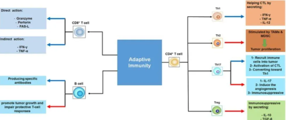 Gambar 2.4. Bagan skematik dari sel imun adaptif pada imunitas panah biru  menunjukan aksi anti tumor, panah merah menunjukkan inhibis imunitas