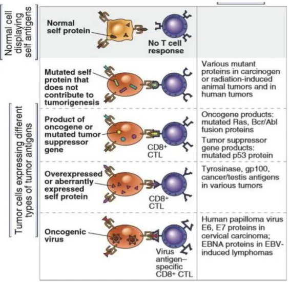 Gambar 2.6. Jenis antigen tumor yang dikenali oleh sel T. 35 