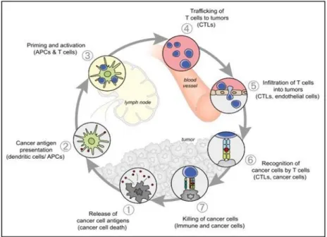 Gambar 2.7. Siklus Imunitas Kanker 37 