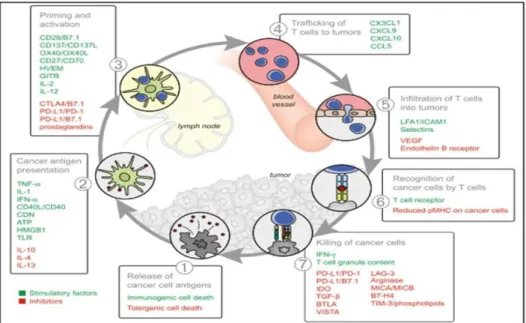 Gambar 2.8. Faktor Stimulasi danPenghambatan dalam Siklus Imunitas-Kanker 37 