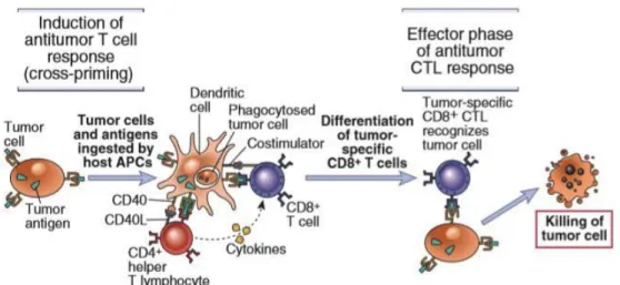Gambar 2.9. Induksi sel T CD8+ terhadap tumor. 40 