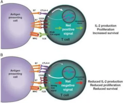 Gambar 2.10. Penghambatan sel T yang dimediasi CTLA-4. 40 