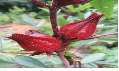 Gambar 1. Bunga Rosella (Hibiscus 