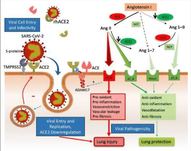 Gambar  2.  Patogenesis  SARS-CoV-2  yang  Berikatan  dengan  Reseptor  ACE-2  dan  Mekanisme ACE-2 dalam Mempengaruhi Hiperkoagulabilitas Darah 8