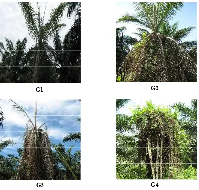 Gambar 2. Gejala serangan Ganoderma pada tanaman kelapa sawit dengan