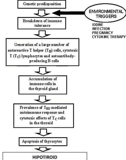 Gambar 2.7. Skema Respon Autoimmum Antigen Dengan Infiltrasi sel limfosit  (Chistiakov DA, 2005) 