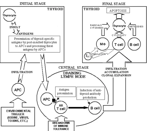 Gambar 2.11. Patofisiologi Infiltrasi Limfosit Pada Kelenjar Tiroid (Chistiakov  DA, 2005) 