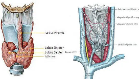 Gambar 2.2. Anatomi Kelenjar Tiroid (Djokomoeljanto, 2001) 
