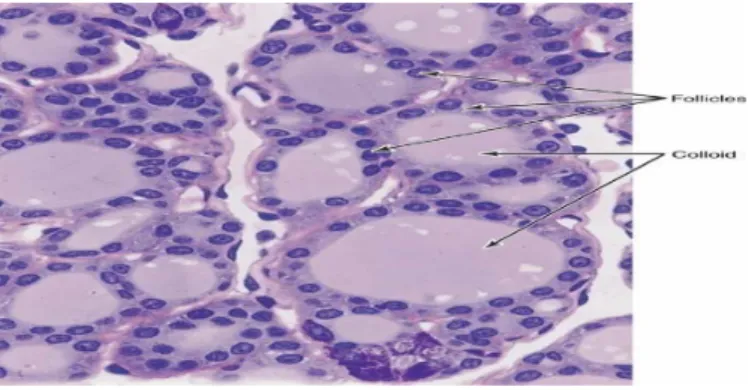 Gambar 2.4. Histologi Kelenjar Tiroid Normal (Barrett, E.J, 2003) 