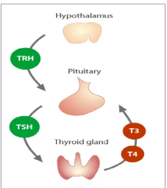 Gambar 2.5. Diagram Pengaturan Sekresi Tiroid (Barrett, E.J, 2003). 