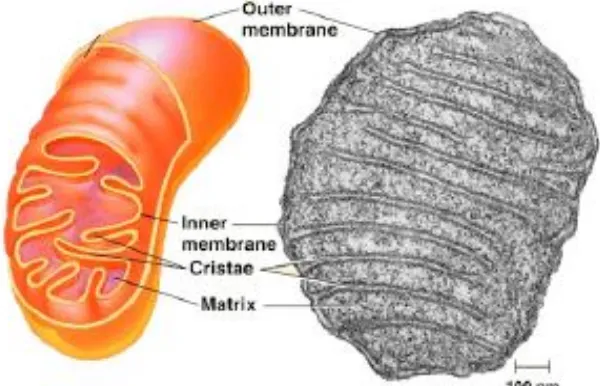 Gambar 1. Suatu mitokondria dan bagian-bagiannya. 