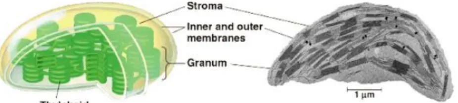 Gambar 4. Struktur tilakoid yang menyususn kloroplas 