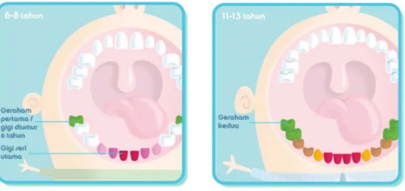 Gambar 1.1 Susunan gigi pana anak usian 6 – 13 tahun 