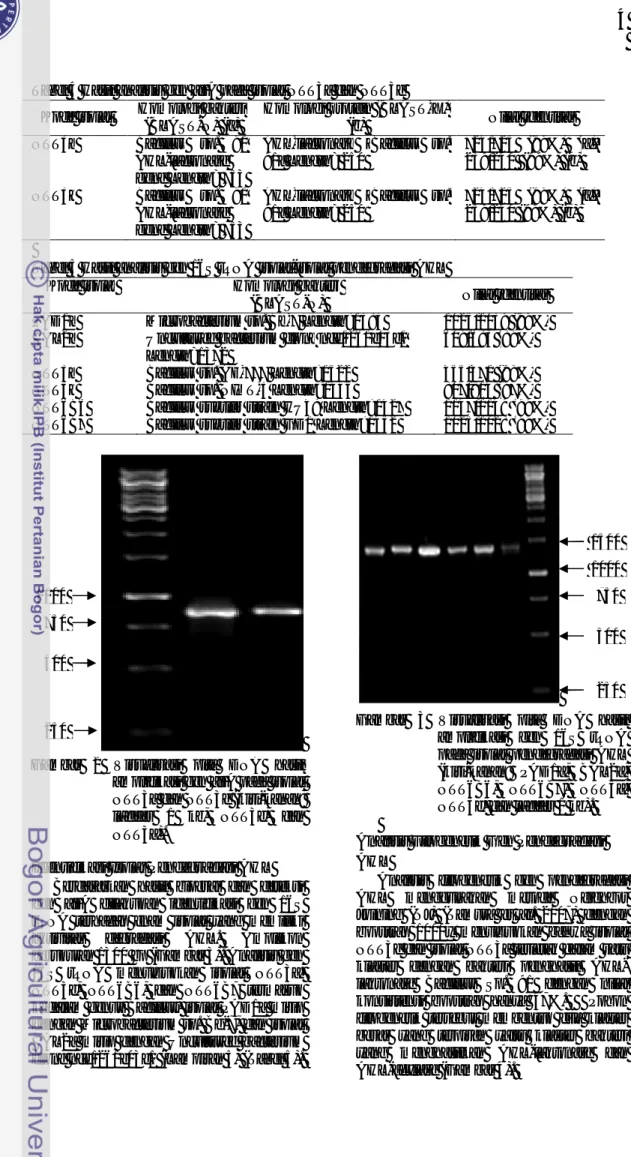 Tabel 4 Hasil analisis gen aiiA pada isolat NTT3a dan NTT3e  Kode isolat  Homologi bakteri 