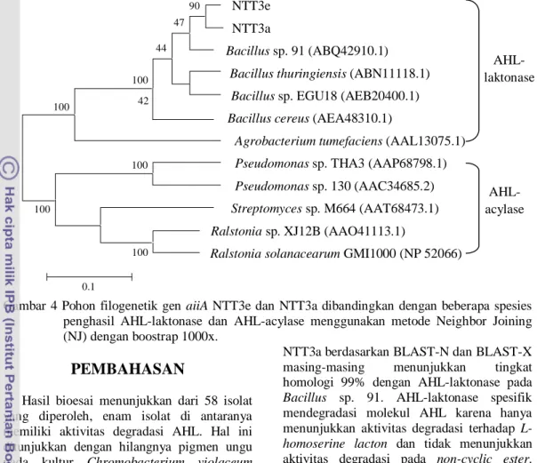 Gambar 4 Pohon filogenetik gen aiiA NTT3e dan NTT3a dibandingkan dengan beberapa spesies  penghasil  AHL-laktonase  dan  AHL-acylase  menggunakan  metode  Neighbor  Joining  (NJ) dengan boostrap 1000x