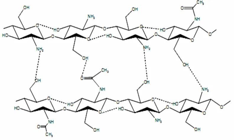Gambar 2.4. Ikatan hidrogen intramolekuler dan intermolekuler pada kitosan  