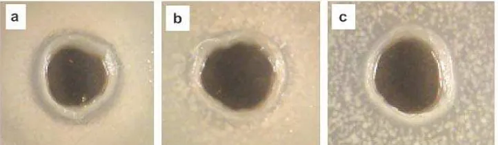 Gambar 2.6.  Efek penghambat dari film kitosan – pati melawan (a) E. coli ;        (b) S.aureus; (c) B