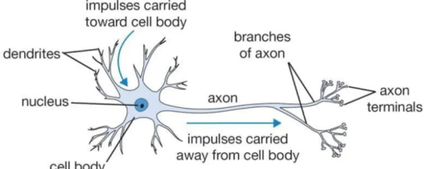 Gambar 2.3 Neuron pada ANN (Sena, 2017) 