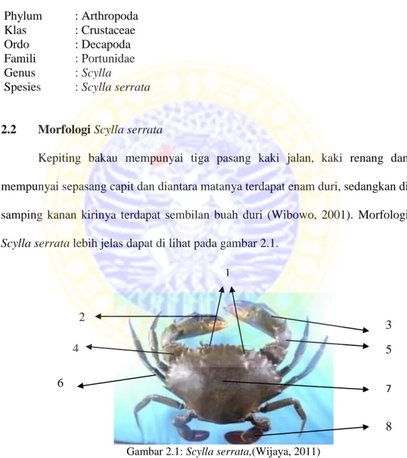 Gambar 2.1: Scylla serrata,(Wijaya, 2011) 