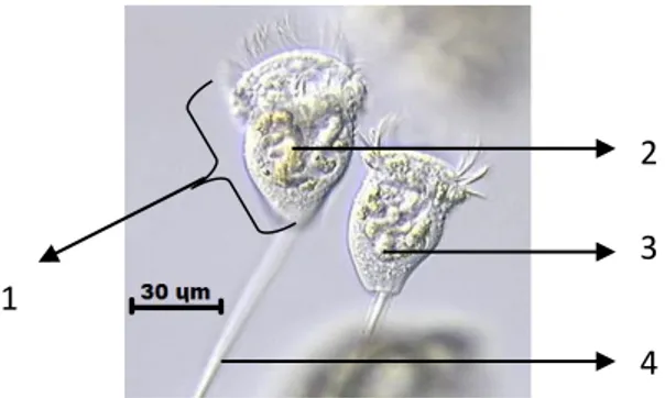 Gambar 2.5. Vorticella sp. (Sunet al.,2006)  Keterangan gambar:1. Zooid; 2.Makronukleus; 3.Vakuola kontraktil; 4.Tangkai 