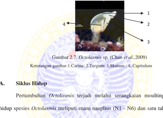 Gambar 2.7. Octolasmis sp. (Chan et al.,2009)  Keterangan gambar:1.Carina; 2.Tergum; 3.Skutum ; 4