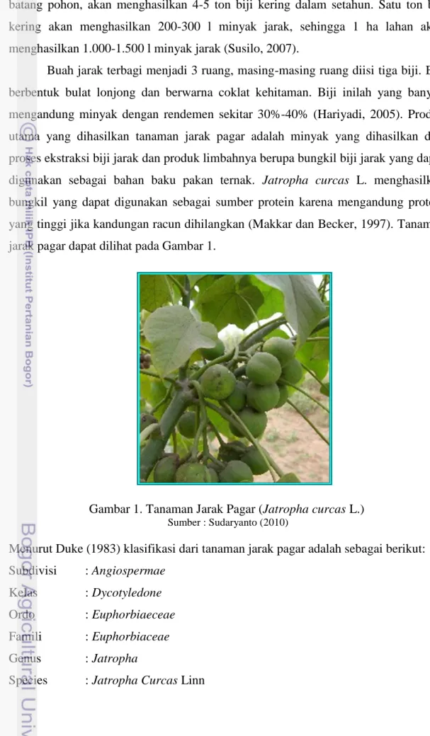 Gambar 1. Tanaman Jarak Pagar (Jatropha curcas L.)   Sumber : Sudaryanto (2010) 