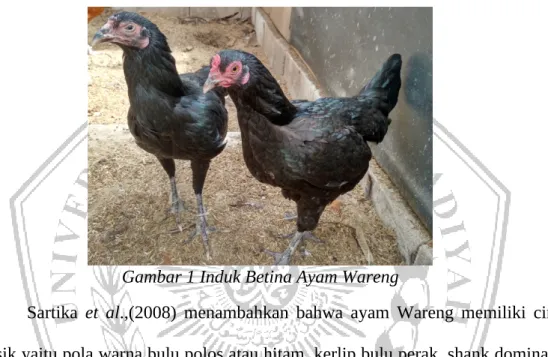 Gambar 1 Induk Betina Ayam Wareng