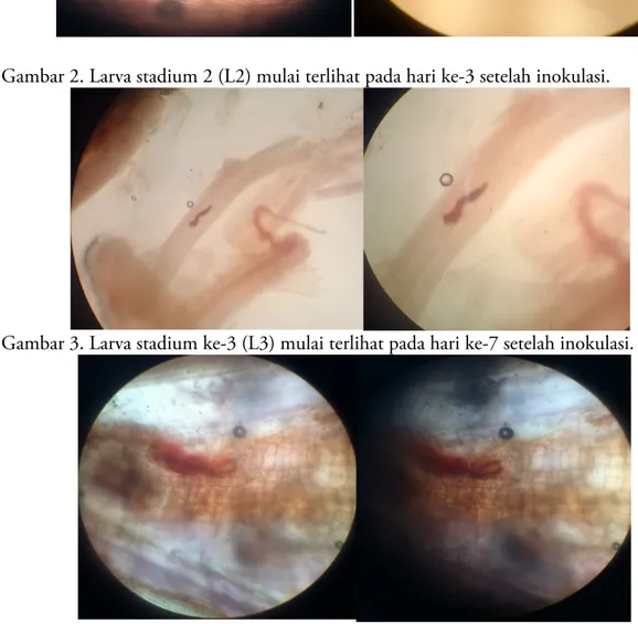 Gambar 2. Larva stadium 2 (L2) mulai terlihat pada hari ke-3 setelah inokulasi. 