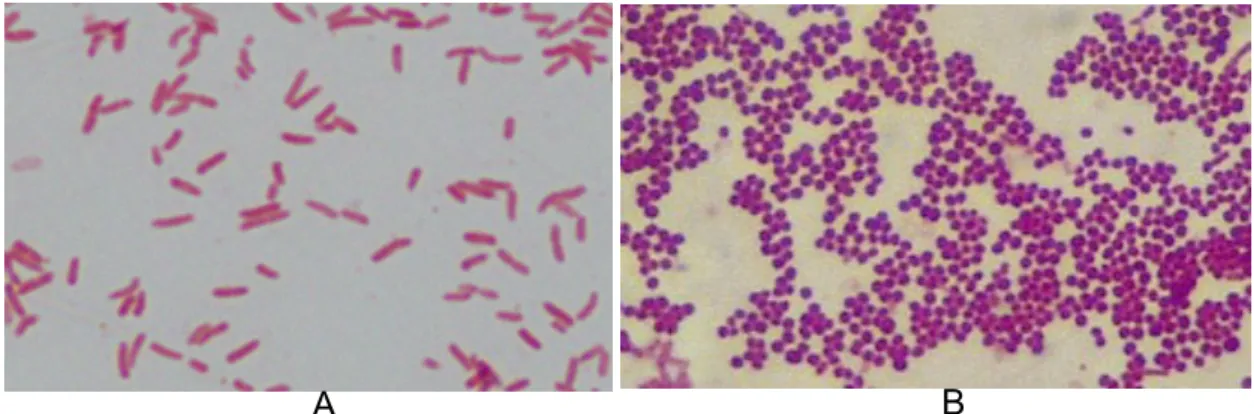Gambar 1. Mikroskopis Bakteri Coliform (A) dan Staphylococcus aureus (B) 