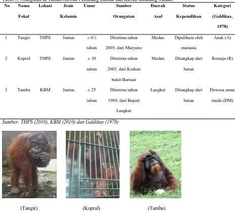 Gambar 1. Orangutan fokal di KBM dan THPS 