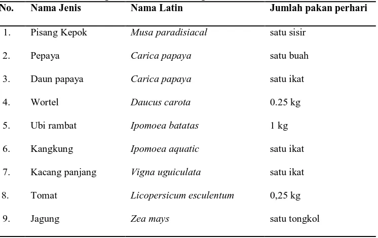 Tabel 13. Jenis Pakan Orangutan di Kebun Binatang Medan No. Nama Jenis Nama Latin 