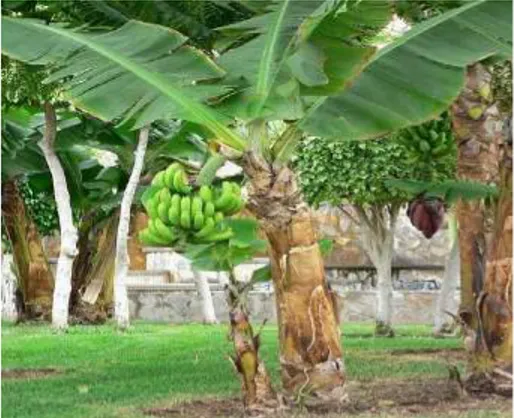 Gambar 2.2. Pohon pisang 