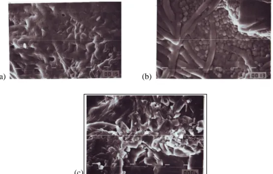 Gambar 2. Mikrostruktur edible film dengan penambahan (a) B 1 , (b) B 2  dan (c) B 3   