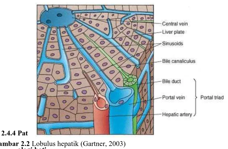 Gambar 2.2ologi hati  Lobulus hepatik (Gartner, 2003) 